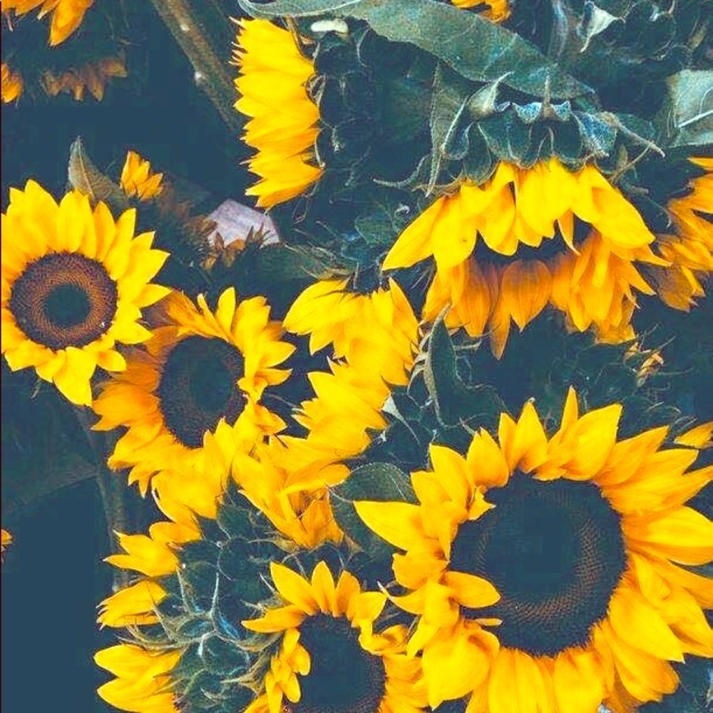 Meet your Posher! Nat🌻